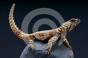 Armadillo lizard / Cordylus cataphractus photo