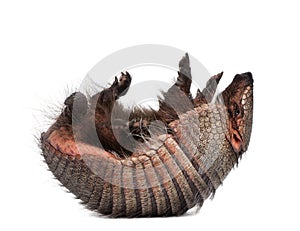 Armadillo lying on back against white background