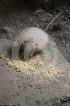 armadillo Nine-banded at night