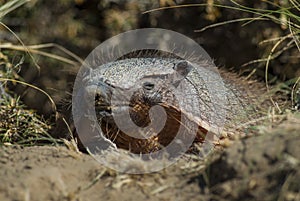 Armadillo in Pampas countryside environment,