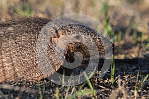 Armadillo in Pampas countryside environment