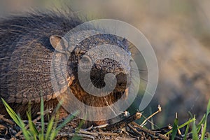 Armadillo in Pampas countryside environment, La Pampa