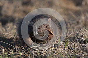 Armadillo in Pampas countryside environment, La Pampa