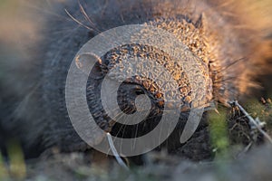 Armadillo in Pampas countryside environment, La Pampa