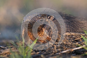 Armadillo in Pampas countryside environment, La Pampa