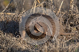 Armadillo in Pampas countryside environment, La Pampa