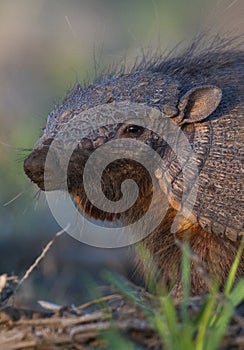 Armadillo in Pampas countryside environment, La Pampa