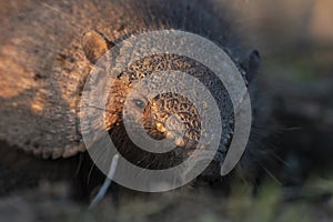 Armadillo in Pampas countryside environment, La Pampa photo