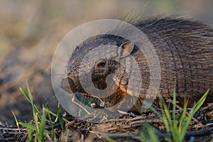 Armadillo in Pampas countryside environment, La Pampa photo