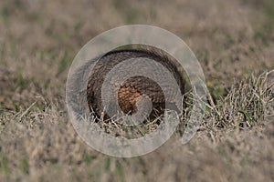 Armadillo in Pampas countryside environment, La Pampa photo