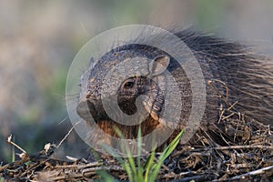 Armadillo in Pampas countryside environment, La Pampa photo