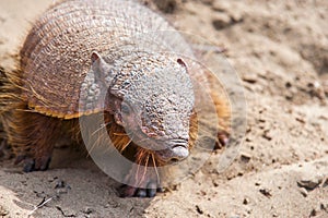 Armadillo from Peninsula Valdez, Patagonia