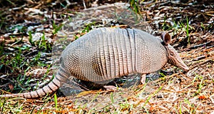 Armadillo Visit