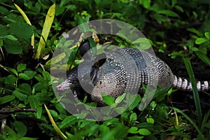 Armadillo in the rainforest at Asa Wright In Trinidad and Tobago photo