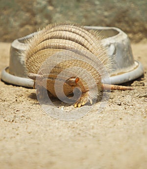 Armadillo rolling in