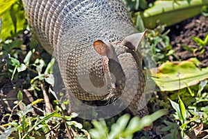 Armadillo searching for food in the field