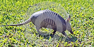 Armadillo searching for food in the field