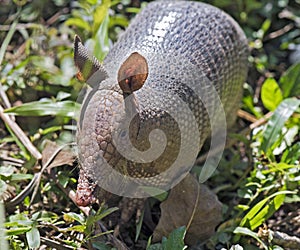 Armadillo searching for food in the field