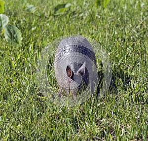 Armadillo searching for food in the field