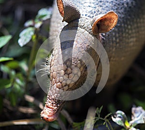 Armadillo searching for food in the field