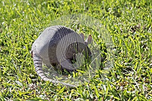 Armadillo searching for food in the field