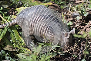 Armadillo searching for food in the field