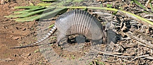 Armadillo searching for food in the field