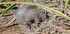 Armadillo searching for food in the field