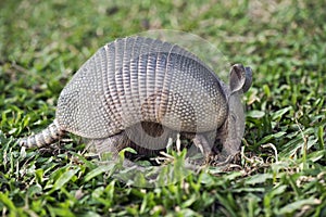 Armadillo searching for food in the field