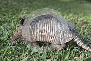 Armadillo searching for food in the field