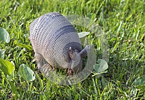 Armadillo searching for food in the field