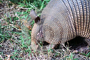 Armadillo Searching for Insects