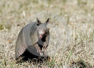 Armadillo Sits Up in the Grass photo