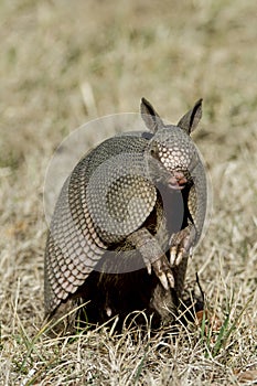 Armadillo Stands Up in the Grass