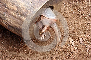 Armadillo Tail