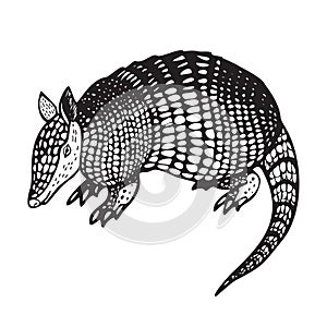 Armadillo vector illustration photo