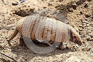 Armadillo photo