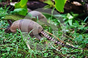 Armadillos in the rainforest at Asa Wright In Trinidad and Tobago
