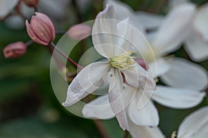 Armand Clematis armandii, white flowers and pink buds
