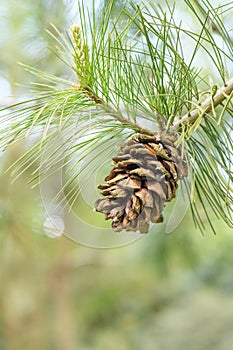 Armand pine Pinus armandii, cone close-up