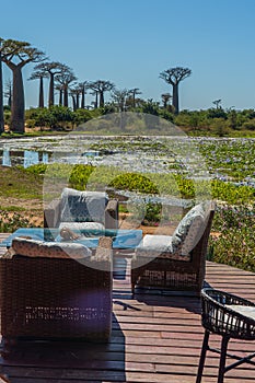 Armchair at the beautiful Alley of baobabs. legendary Avenue of Baobab trees in Morondava.