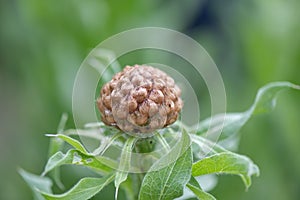 Armenian basketflower, Centaurea macrocephala, bud