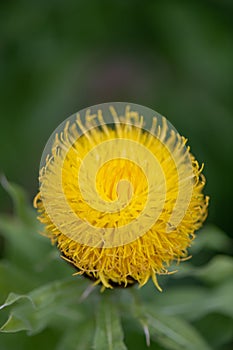 Armenian basketflower, Centaurea macrocephala, yellow flower top view