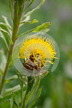 Armenian basketflower Centaurea macrocephala, yellow flowerhead