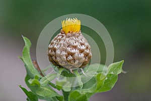 Armenian basketflower, Centaurea macrocephala, yellow top budding flower