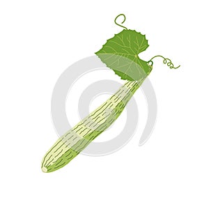 Armenian Cucumber