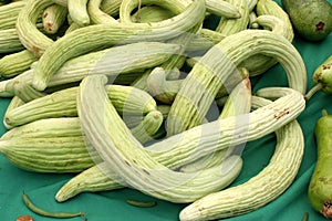 Armenian cucumber, Cucumis melo var. flexuosus