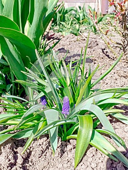 Armenian grape hyacinth or garden grape hyacinth of the Asparagaceae family.Bellshaped blue flowers with white fringes of Muscari photo