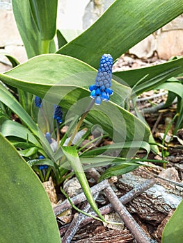 Armenian grape hyacinth or garden grape hyacinth of the Asparagaceae family.Bellshaped blue flowers with white fringes of Muscari photo