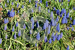 Armenian grape hyacinth Muscari armeniacum flowering in early spring garden.